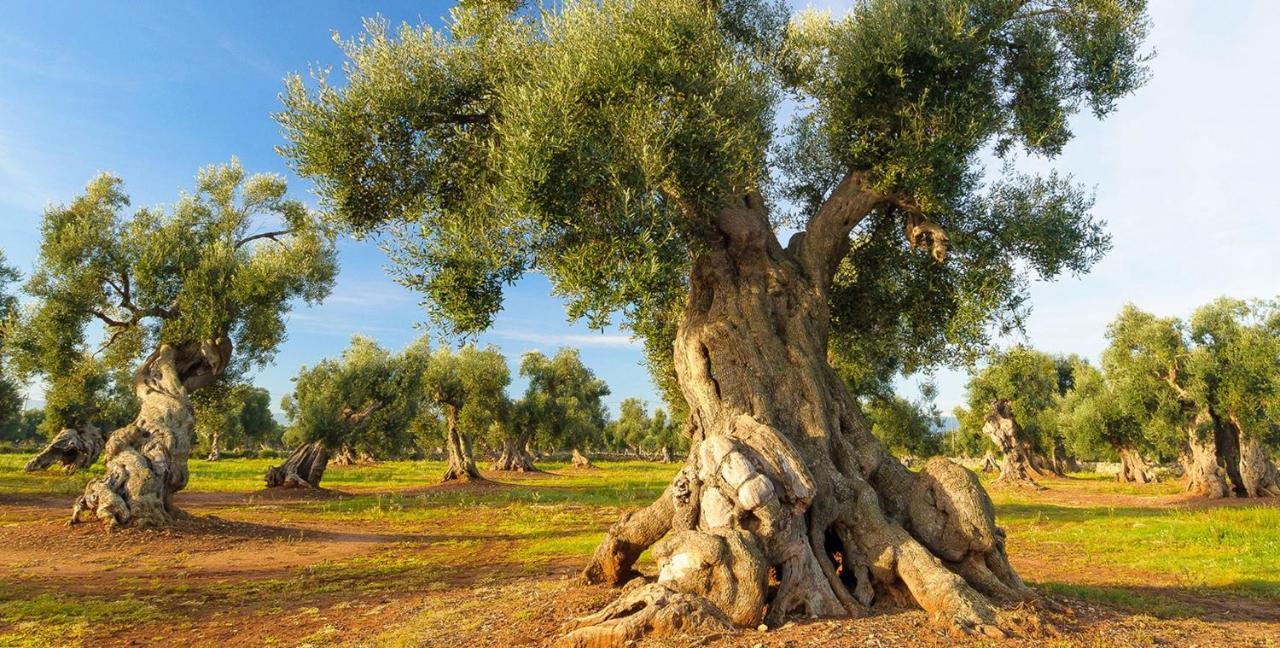Willa Casa Mamaroca 65 Ostuni Zewnętrze zdjęcie
